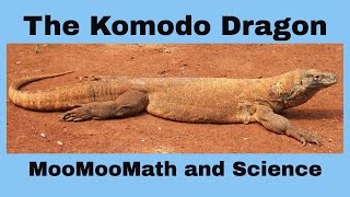 Komodo Dragon-Worlds Largest Lizard