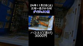 24年11月2日(土)三河一色さかな村ダイジェスト版#shorts#魚市場#一色さかな村