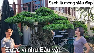 Cây sanh lá móng được ví như Báu vật hiếm có của anh Luyện