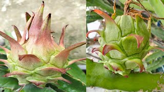 ড্রাগন গাছে ফুল ও ফলের জন্য পরিচর্যা/ Caring for flowers and fruits dragon trees #dragonfruit