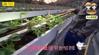 【沒錯草莓吃的比老闆闆娘還營養🤣】滿滿益生菌