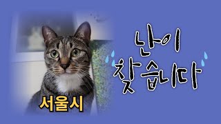 김난이 찾습니다  내장칩 있음  서울시  #실종반려동물찾기 #고양이  연락처는 댓글에 있습니다