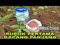 pupuk pertama kacang panjang agar berbuah lebat