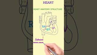 आसानी से heat का Diagram कैसे बनाएं। how to draw human heart