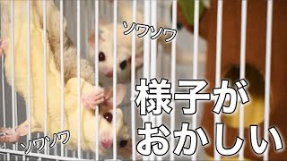 赤ちゃんモモンガを出した時の親モモンガの反応