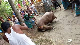 কোরবানির মহিষের পাগলামী দেখুন কি ভয়ঙ্কর লাফালাফি! ২১-০৭-২০২১