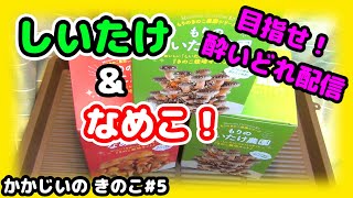 【きのこ#5】大人買い！ もりのしいたけ農園！ もりのなめこ農園！【きのこ栽培容器A】【もりのきのこ農園シリーズ】【きのこ栽培キット】