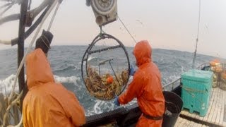 2013 Dungeness Crab Season Part 1