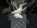 Гульбадам $2 000 Двухчубые голуби. tauben. pigeons. palomas. pombos. 비둘기.