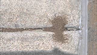 Pavement Ants Around Buildings