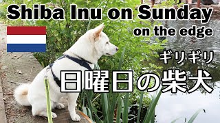 柴犬柿丸 のんびりギリギリを歩いた日曜日【ロッテルダムいつもの散歩】Kaki-Maru the Shiba Inu