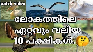 💯💯 THE 10 BIGGEST BIRDS IN THE WORLD 💯💯👌👆ലോകത്തിലെ 10 വലുപ്പമേറിയ പക്ഷികൾ 💯🤔