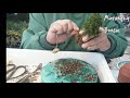 ② i will make a spot sale with a mini bonsai of cedar. ② mini bonsai bonsai bonsai