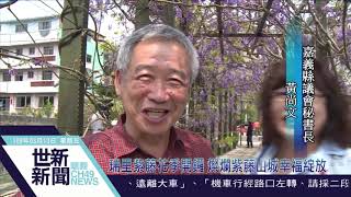 世新新聞 瑞里紫藤花季開鑼 燦爛紫藤山城幸福綻放