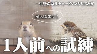 リチャードソンジリス　スズメの赤ちゃん発見【#44 Squirrels and sparrows.】