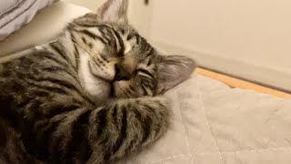 The kitten sleeping with a human for the first time in her life was too cute.