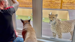 Gerda came to call Puma Messi outside! An adorable and naive cheetah.