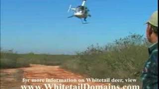 Whitetail Deer Capture by Helicopter