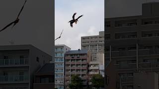 鳶(トビ)三羽が舞うのを見ることができた。初めて。低空で舞うのは珍しい。第一船着き場の水面温度測定の後。