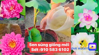 Kĩ thuật trồng sen trong chậu xanh tươi lá to nở nhiều hoa bông lâu tàn.