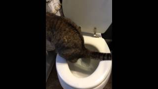 Stella our cat peeing in the commode. Can't seem to her to flush though lol