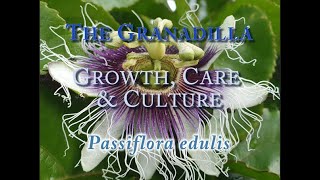 The Granadilla Growth Care and Culture_Passiflora edulis