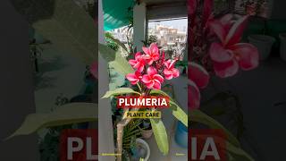 Champa flower plant care in summer. Summer care of Plumeria. #plumeria #champa #flowers #shorts