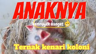 TERNAK KENARI Pemula // Tips dan trik agar ternak Berhasil// ternak KENARI KOLONI