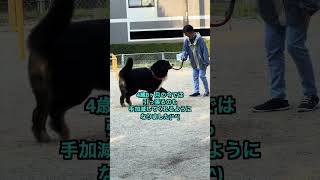 【かあちゃんと散歩できて嬉しいバーニーズ】 #バーニーズマウンテンドッグ #犬 #ペット #バーニーズ #散歩 #犬の散歩