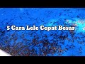 5 Cara Mempercepat Pertumbuhan Benih Ikan Lele