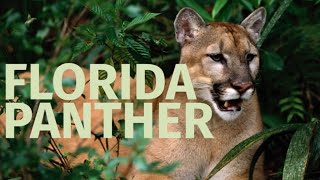 National Wildlife Week 2022: Florida Panther