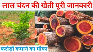 Red sandalwood farming in india | लाल चंदन की खेती। Chandan ka paudha chandan plants nursery ||