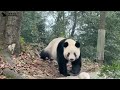 シャンシャンがみんなに挨拶✨🐼