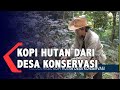 Kopi Hutan Dari Desa Konservasi