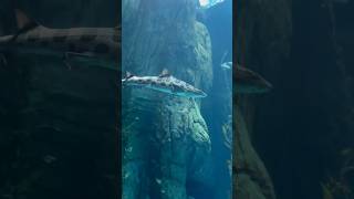 Massive Shark Tank! Aquarium is 27 FEET DEEP!