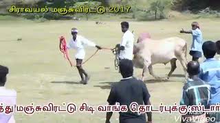 சிராவயல் மஞ்சுவிரட்டில் கருப்பூர் காளை....