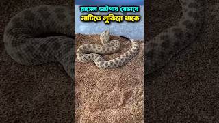 রাসেল ভাইপার সাপ 🐍 যেভাবে মাটিতে লুকিয়ে থাকে দেখুন 😲 #রাসেলভাইপার #raselvaipar #snake #viral