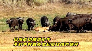 母狮成功捕猎水牛！却遭遇牛群意外发起反攻，情势逆转