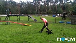 Mexx miniaturen Poodle Agility distant handling