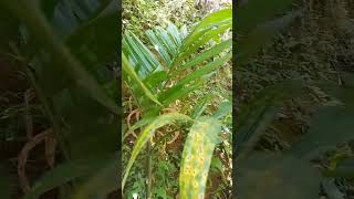 Areca nut leaf diseases