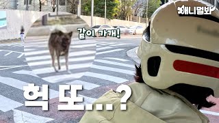 외로웠던 강아지가 요구르트 아주머니를 간택한  이유ㅣReason Why This Dog Followed Yoghurt Lady