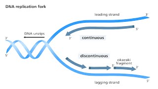 DNA Replication Fork.