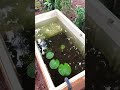 😫ഗപ്പികൾ മോഷണം പോയി💔🐠 farming shortsvideo guppy shorts