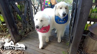 【前編】出発編：お出かけが待ちきれないルンルンとアランです　 Great Pyrenees　グレートピレニーズ