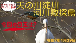 淀川河川敷の伐採が始まっているのか・・・？鳥はどこへ行くのか？？【天の川淀川河川敷探鳥】