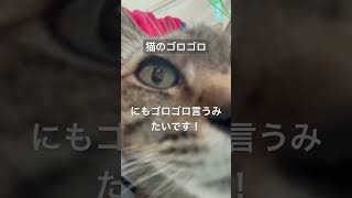 猫のゴロゴロ　猫がゴロゴロ言う理由🐈 #cat #asmr #猫動画 #癒し