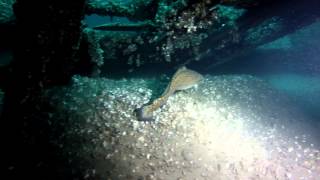 Tiller Wreck: 150ft vis \u0026 MASSIVE fish - Scuba Diving