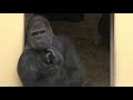 シャバーニ家族 304 shabani family gorilla