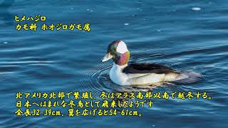 ヒメハジロ、、、日本に飛来するのが まれ な 鳥が多摩川にやって来た