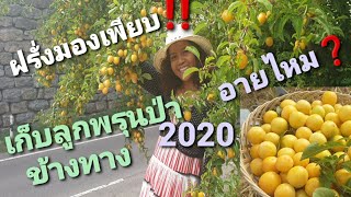 เก็บผลไม้ป่าปี 2020# ลูกพรุนป่า Mirabelle # ผลไม้ที่อยู่ในตระกูลลูกพรุน (Plum)